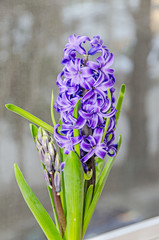 Mauve blue Hyacinthus orientalis, garden hyacinth flowers, bulbs, bokeh background © Negoi Cristian