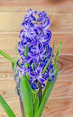 Mauve blue Hyacinthus orientalis, garden hyacinth flowers, bulbs, wood background © Negoi Cristian