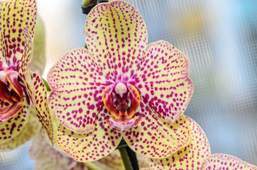 Yellow with red spots orchid close up branch flowers, isolated on bokeh background