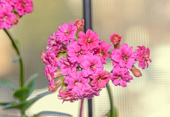 Pink Calandiva flowers, Kalanchoe, family Crassulaceae, close up,  bokeh gradient background