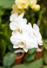 Fototapeta na wymiar Beautiful orchid blossoming in a greenhouse
