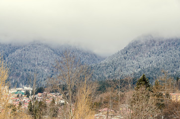 Romanian mountains range with pine forest and fog, winter time with snow