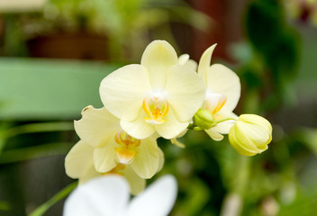 Beautiful orchid blossoming in a greenhouse