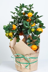 Decorative mandarin tree. Cowano, salamondin, margarita, Nagami, fukushu. Kalamandin in a gift box. Fruit tree as a gift. Isolated on white background.