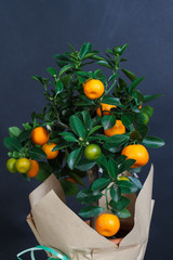 Decorative mandarin tree. Cowano, salamondin, margarita, Nagami, fukushu. Kalamandin in a gift box. Fruit tree as a gift. Isolated on grey background.