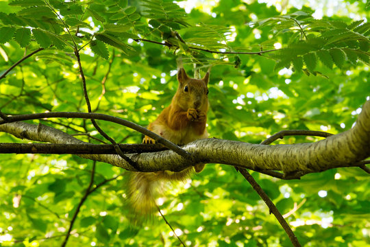 red squirrel sits high on a branch of a mountain ash in the forest eating nut on a sunny day