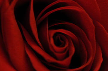 Red rose emblem of sadness