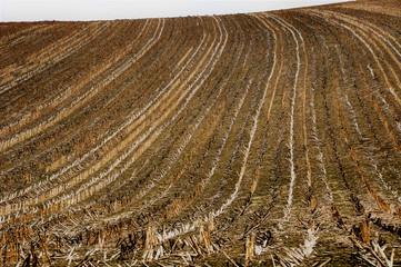 Abgeerntetes Maisfeld im Winter