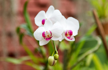 Fototapeta na wymiar Beautiful orchid blossoming in a greenhouse
