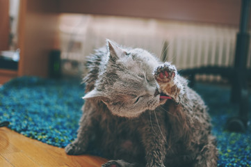 wet british shorthair cat licking itself after being bathed