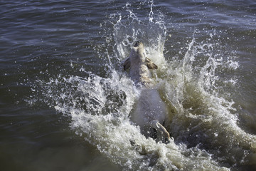 Labrador retriever jumping in the river