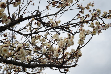 春の梅