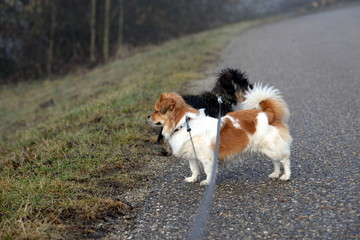 one way or another, two cute small dogs looking in different direction