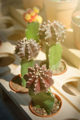 Cactus planting in pot with sunset (vintage style)