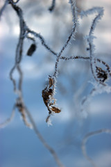 Frost on a plant.