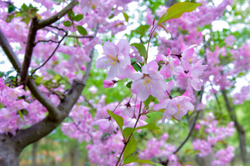春の季節、桜の花、桜の季節