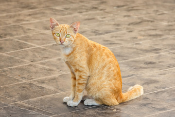  yellow cat sitting in Thailand