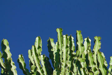 part of large cactus on blue sky