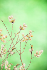 goat willow branches decoration for Easter Day