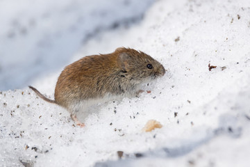 mouse in the snow