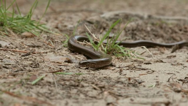 The Anguis fragilis, or slow worm, is a limbless lizard. Like a snake