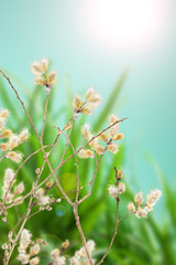 goat willow branches decoration for Easter Day