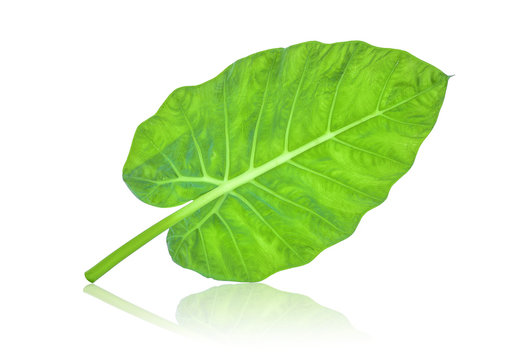 back of indian taro leaf isolated on white background