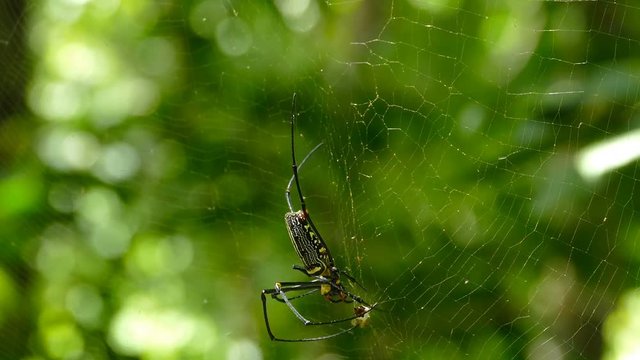 Large nephila spider with her cub removes a sprig from the web
