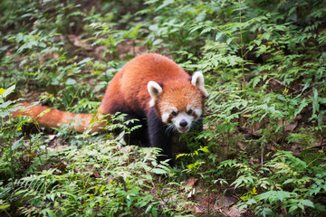 Red panda looking at camera in the forest - China