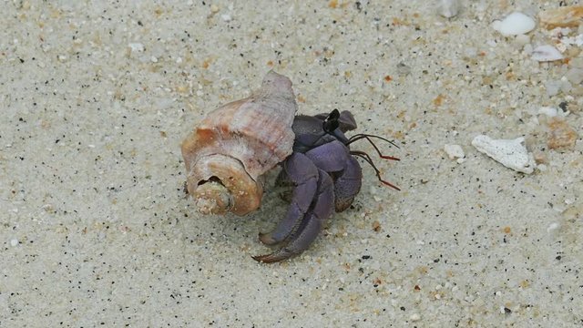 hermit crab crawling on white sand
