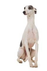 Sitzender Whippet