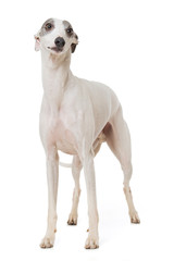 Whippet