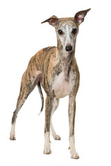 Obraz premium Gestromter Whippet