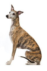 Sitzender Whippet