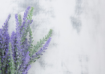 Lavender on white background. Vintage.