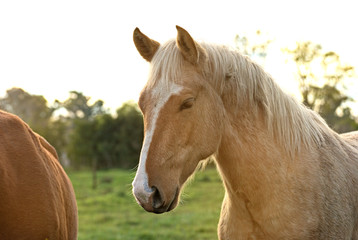 Cute young palomino horse in a field  - obrazy, fototapety, plakaty