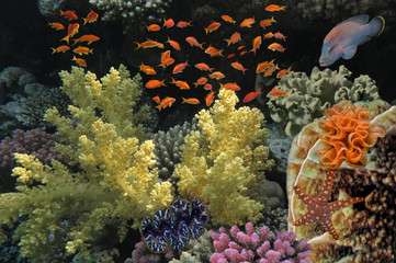Wonderful underwater world with corals and tropical fish