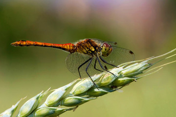 Große Heidelibelle (Sympetrum striolatum)