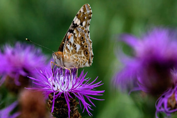 Distelfalter (Vanessa cardui)