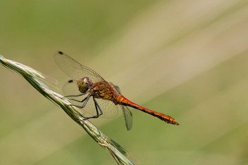 Große Heidelibelle (Sympetrum striolatum)