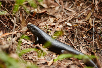 lizzard