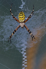 Wespenspinne (Argiope bruennichi)