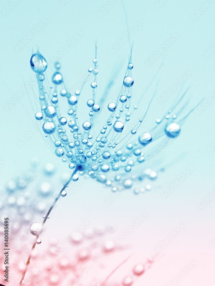 Aufkleber dandelion close-up macro in drops of dew rain on blue and pink background. refined airy art image.
