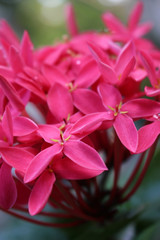 Red Ixora Flowers