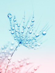 Fototapeta premium Makro makro Dandelion w kropli deszczu rosy na tle niebieski i różowy. Wyrafinowany przewiewny obraz artystyczny.