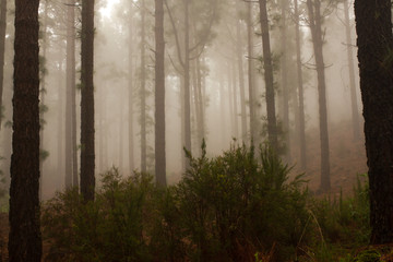 Pinus canariensis. Misty foggy forest in Tenerife, Spain, winter weather