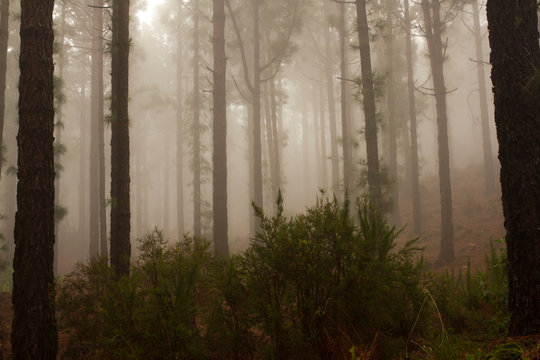 Pinus canariensis. Misty foggy forest in Tenerife, Spain, winter weather © Viktoria