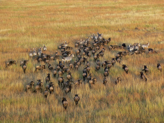 Gnuherde in der Serengeti