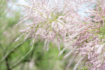 Blooming Tamarix  