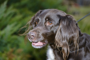 portrait of pointing dog